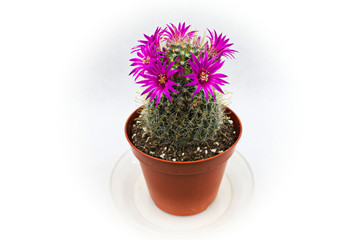 The Cactus with pink flowers in a pot