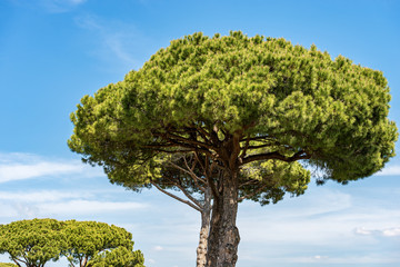 Fototapeta premium Maritime pine trees in Mediterranean region - Rome