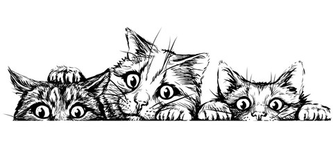 Wall sticker. Graphic, black and white hand-drawn sketch depicting three cute cats looking at a horizontal surface. - obrazy, fototapety, plakaty