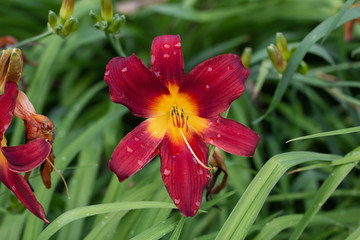 Fototapeta premium Big, beautiful red lily blooms.