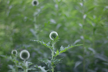 Decorative plant, globe-thistle, bud.