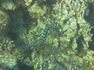 Serpiente de mar nadando