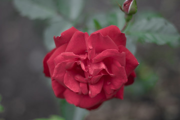 Bright red rose blossoms.