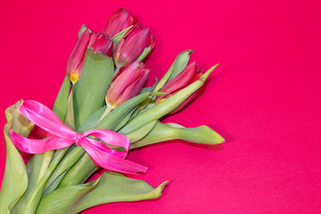 Red tulips isolated on pink background. Photo for text. Live beautiful flowers. Red flowers.