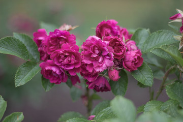 Fototapeta premium Bright pink rose blossoms.