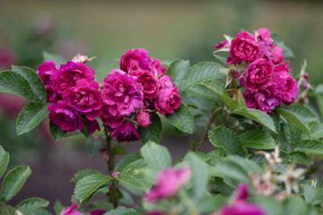 Bright pink rose blossoms.