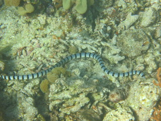 Obraz na płótnie Canvas Serpiente de mar nadando