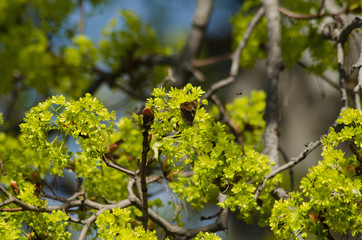maple blossom in May, spring, butterfly