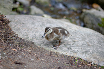 Cute little duckling on stone, near stream.