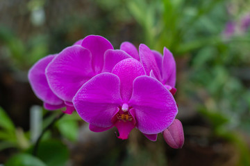 Bright purple orchid bloom.
