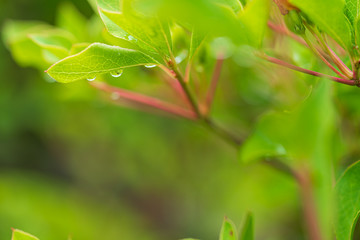 水滴と新緑の葉