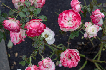 Bright pink and orange rose blossoms like vintage.