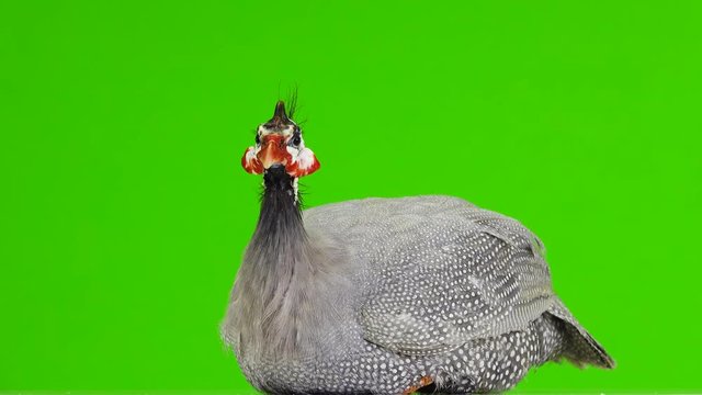 otates along the camera blue guinea fowl isolated on green screen