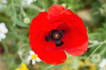 Detail of red wild poppy flower