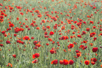 Fototapeta premium Wild red poppies flowers blooming in spring