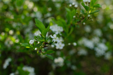 blooming cherry in spring, flowers