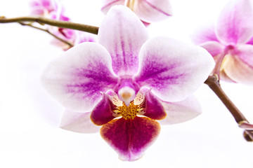 Fototapeta na wymiar white-pink delicate phalaenopsis orchid flower close-up