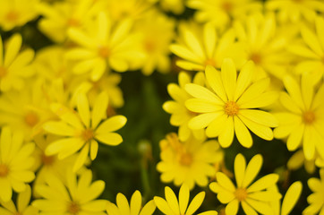 Yellow flowers in a field. Natural flower background. Amazing nature view of flowers blooming in garden under the sun at the middle of summer day. Beautiful floral.