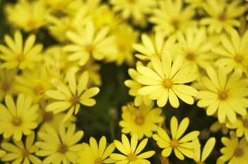 Fototapeta premium Yellow flowers in a field. Natural flower background. Amazing nature view of flowers blooming in garden under the sun at the middle of summer day. Beautiful floral.
