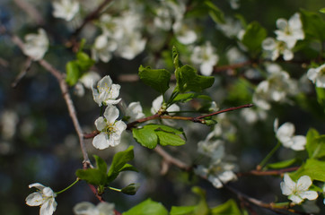 flowering plum in the garden