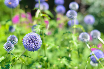 Flowers in a field. Natural flower background. Amazing nature view of flowers blooming in garden under the sun at the middle of summer day. Beautiful floral.