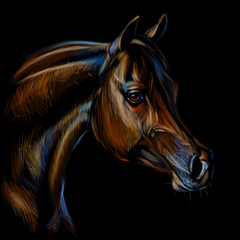 Portrait of an arab horse. Graphic, color realistic drawing of a horse's head on a black background.