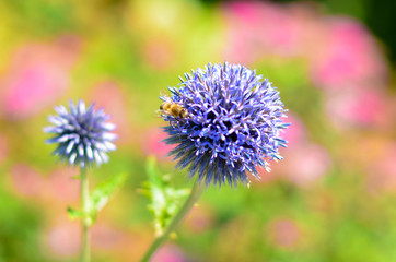 Flowers in a field. Natural flower background. Amazing nature view of flowers blooming in garden under the sun at the middle of summer day. Beautiful violet floral.