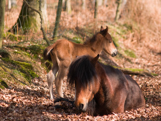 Dartmoor Pony and Foal