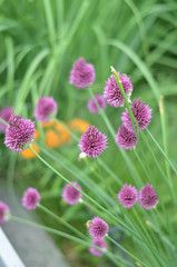 Flowers in a field. Natural flower background. Amazing nature view of flowers blooming in garden under the sun at the middle of summer day. Beautiful floral.