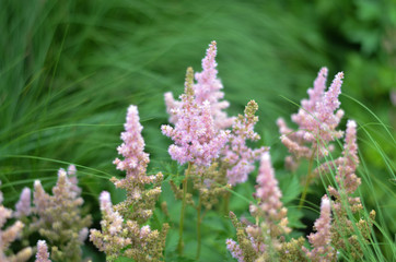 Flowers in a field. Natural flower background. Amazing nature view of flowers blooming in garden under the sun at the middle of summer day. Beautiful floral.