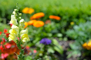 Flowers in a field. Natural flower background. Amazing nature view of flowers blooming in garden under the sun at the middle of summer day. Beautiful floral.