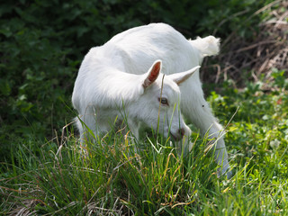 Obraz premium Cute Baby Goat