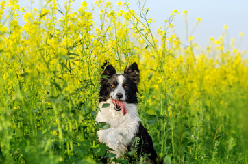 border collie dog incredible portrait in beautiful colors