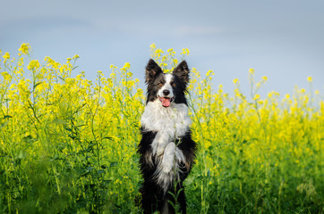 Naklejka na ściany i meble border collie dog incredible portrait in beautiful colors