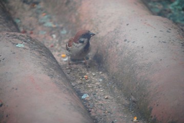 Moineau