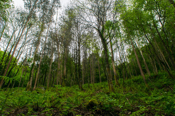 bosque eucalipto visto desde abajo con helechos entre los arboles