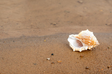 Fototapeta na wymiar Shell on sandy beach