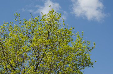 maple blossom in May, spring