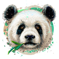 Panda. Graphic, color, hand-drawn portrait of a panda on a white background in watercolor style.