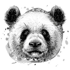 Panda. Graphic, monochrome, hand-drawn portrait of a panda on a white background in watercolor style.