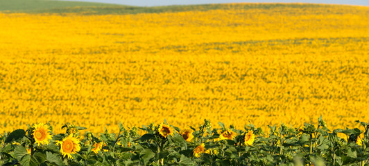 Obraz premium The bright yellow and green colors in a sunny summer day, dominates this field cultivated with hundreds of sunflowers in the community of Andalusia, Spain.