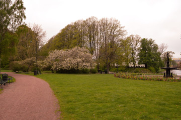 Fototapeta premium trees in the park