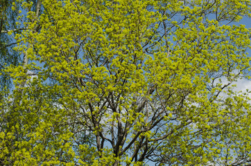 maple blossom in May, spring