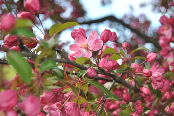 shades of pink in spring