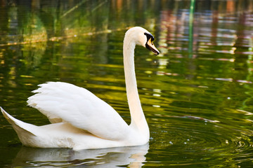 swan on lake
