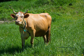 Cow on the field at the summer time. Cow on the field. 