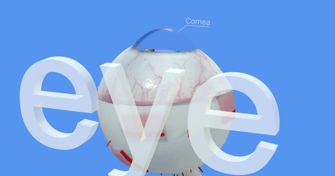Anatomy of the human eye. Part 1. Accurate, highly detailed and realistic 3d animation showing main parts of the eye on blue background, cg, 4K