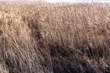 Dry grass scratchy texture - nature abstract background 