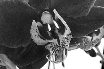 Deep maroon phalaenopsis orchid close-up - greyscale