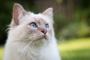 Fototapeta premium close up portrait of a cat